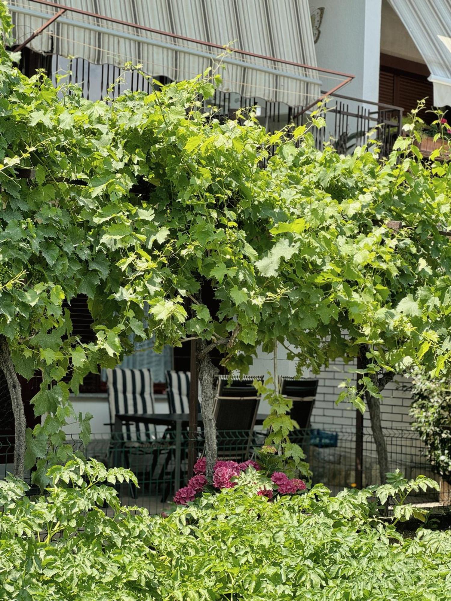 Apartment Gregoric Izola Buitenkant foto